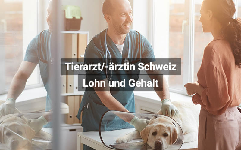 Tierarzt Tierärztin Schweiz Lohn Und Gehalt